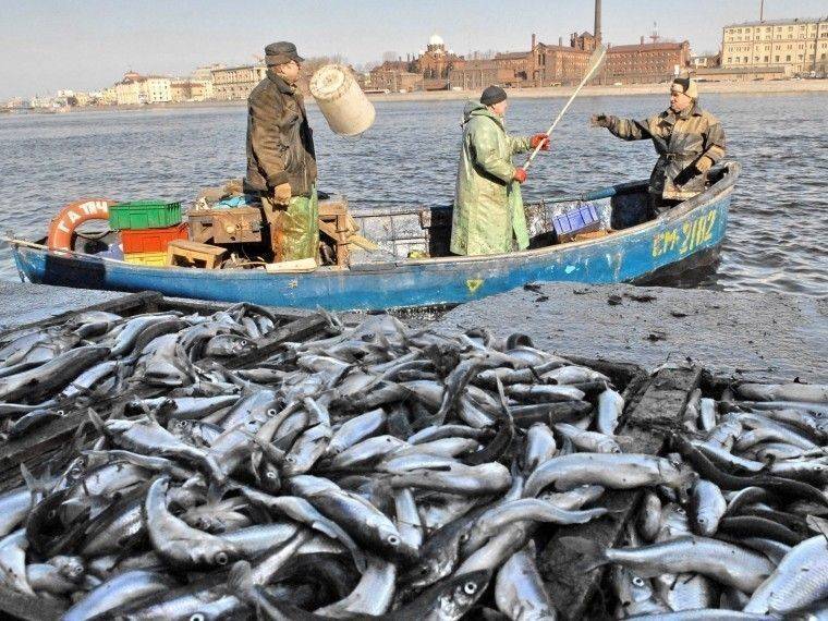Где сейчас ловят рыбу в ленинградской области