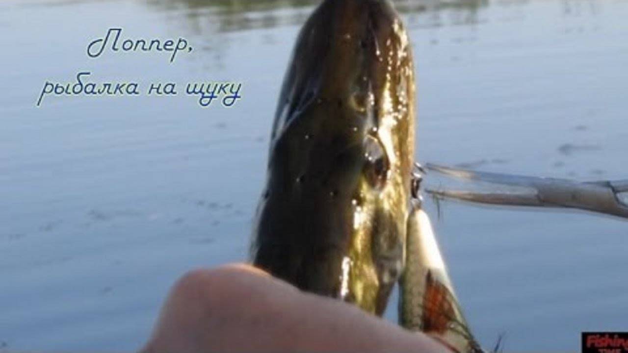 Ловля щуки на жерлицы зимой от а до я - читайте на сatcher.fish