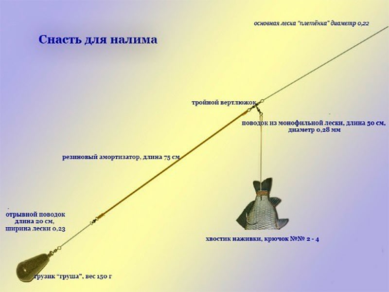 Ловля налима осенью: осенняя ловля налима на донку - читайте на сatcher.fish
