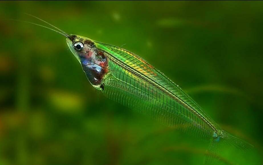 Стеклянный сом (двуусый индийский стеклянный сомик): описание вида аквариумных рыбок, содержание и уход