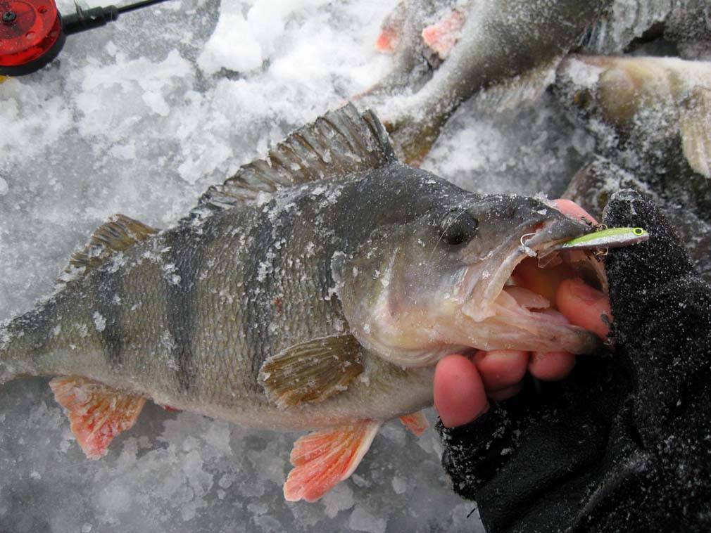 Ловля окуня зимой по первому льду и в глухозимье, отзывы рыбаков