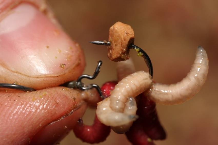 Научи своего червя так, чтобы рыба его хотела: секреты подготовки червей к рыбалке, чтобы он был привлекательным