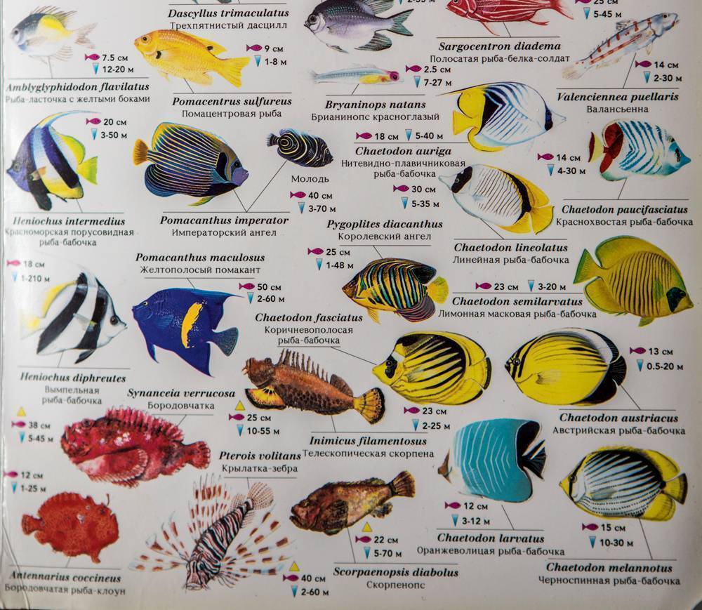 Полный список морской рыбы
