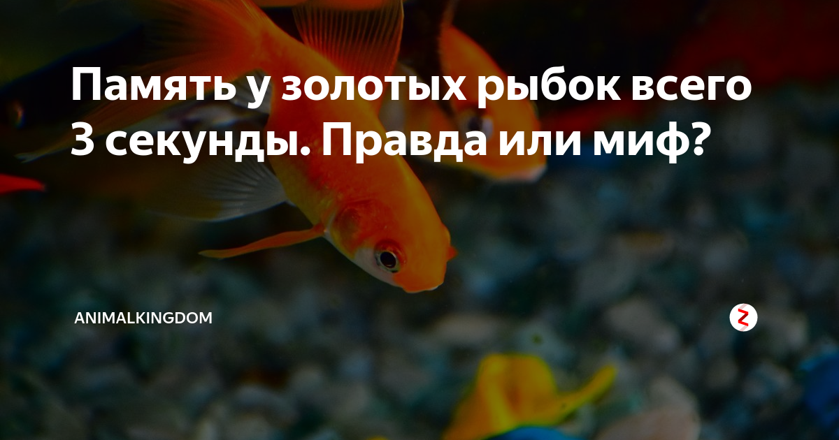 Правда что у рыб память 3 секунды. память рыбы – три секунды или больше