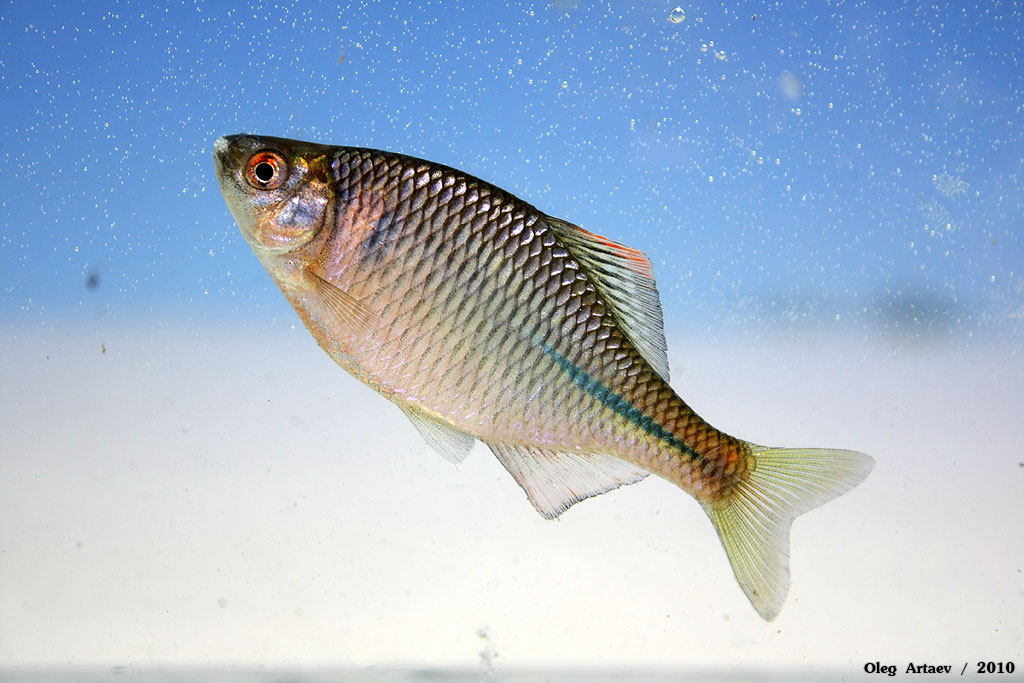 Рыба горчак: описание вида, поведения, зачем и на что ее ловить