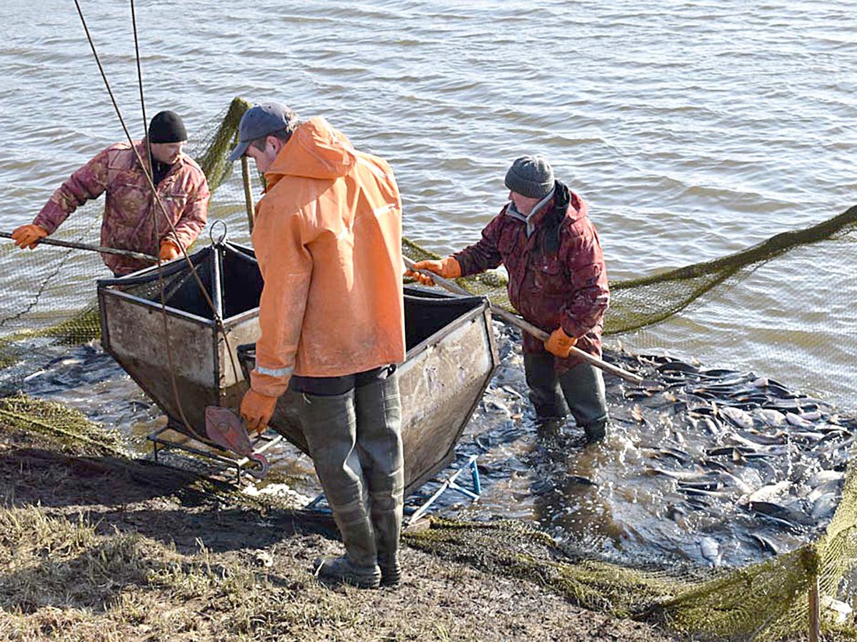 Новости: почему белорусская рыба не уступает норвежской, и как зарыбляют водоёмы в стране?