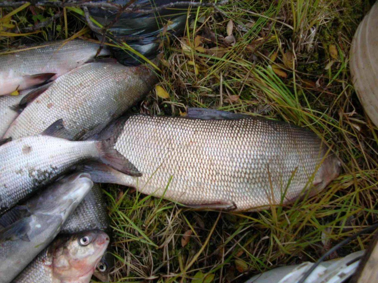Сиг-пыжьян фото и описание – каталог рыб, смотреть онлайн