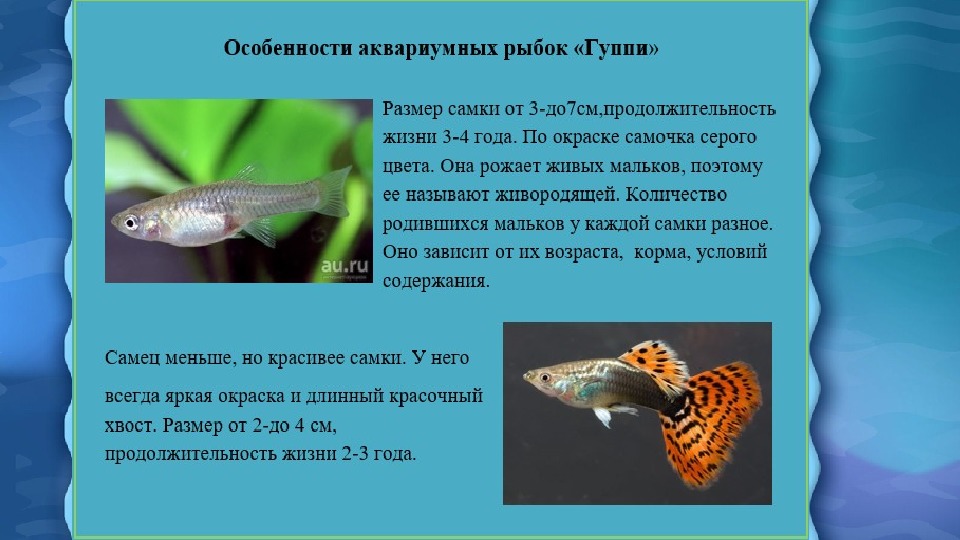 Аквариумные рыбки гуппи содержание и кормление, отличие самки от самца и размножение - ribulki.ru