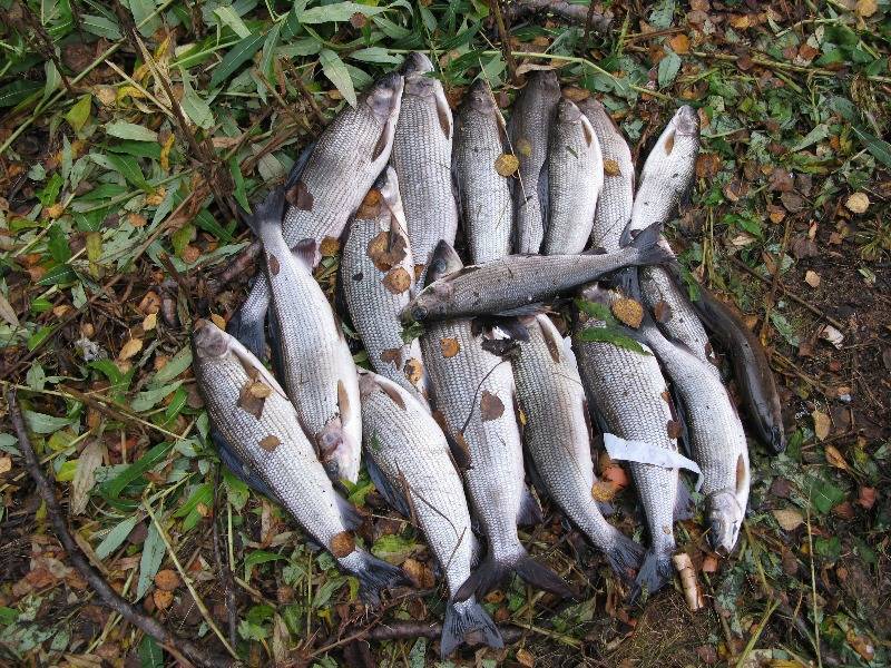 Рыбалка на онежском озере: какая рыба водится в онеге, лучшие места для ловли