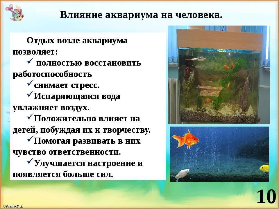 Аквариум в квартире польза или вред | аквариумные рыбки
