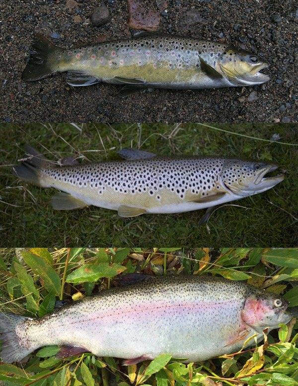 Где водится форель в россии?