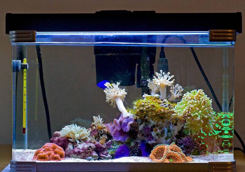 Для каких целей человек создает аквариум. Морской нано аквариум. Коралл морской аквариум Лобофитум. Морской аквариум 100л. Морской аквариум для начинающих.