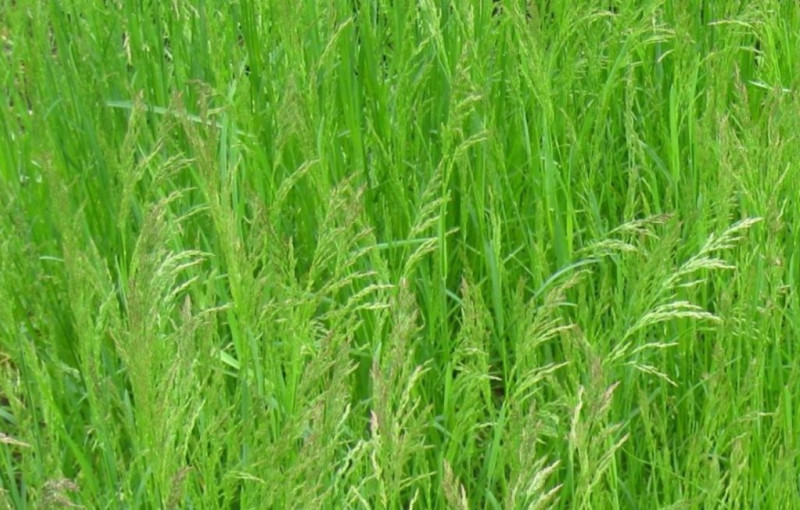 Как выбрать лучшую газонную траву: виды, отличия моно-газона от смеси .