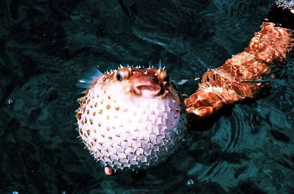 Шар или рыба фугу: что надо знать о колючем морском обитателе