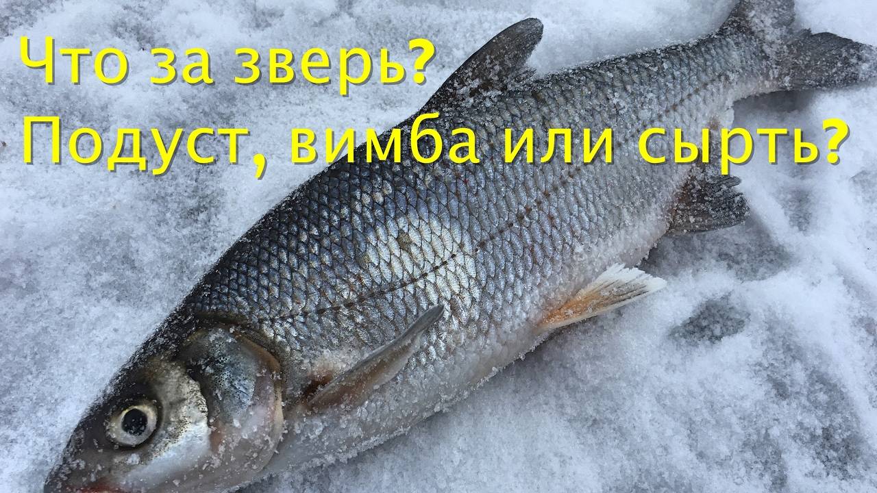 Ловля подуста летом