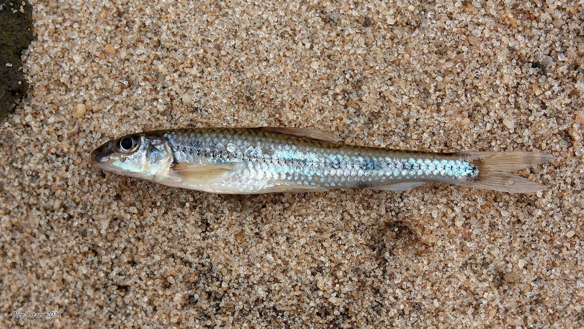 Пескарь: описание рыбы с фото, места обитания, нерест