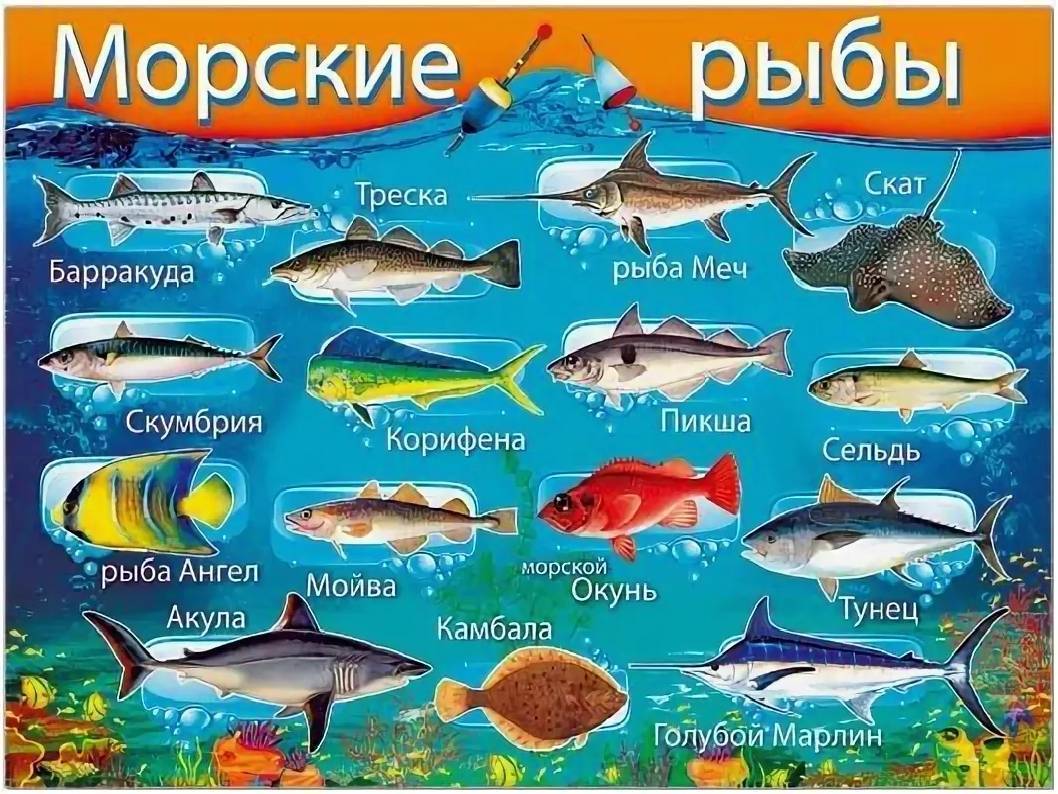 Рыбы 10 класс. Морская рыба названия. Рыбы речные и морские с названиями. Морские рыбы с названиями для детей. Перечень морских рыб.