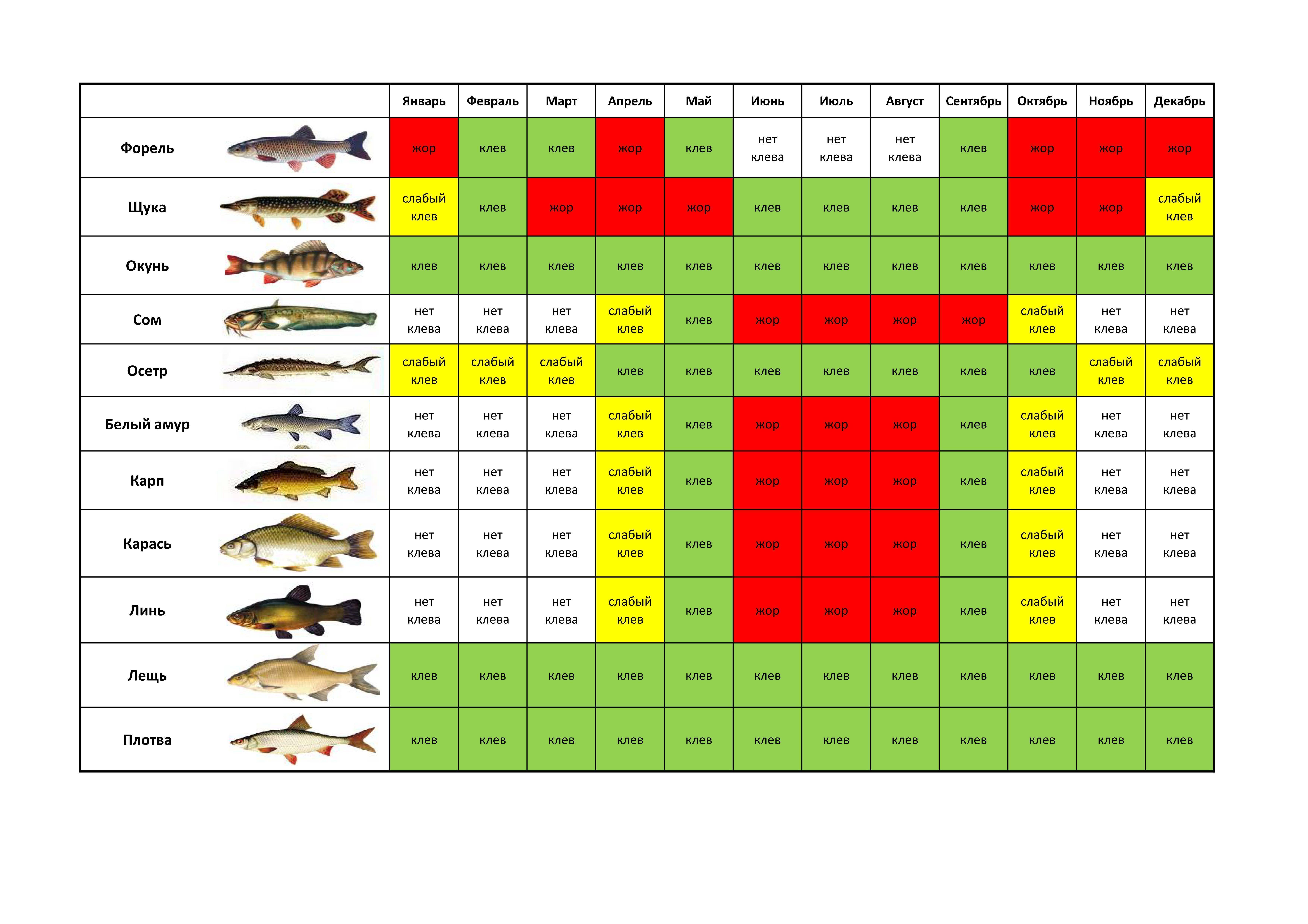 Густера: виды и особенности рыбы, отличия, размеры, ареал обитания, фото