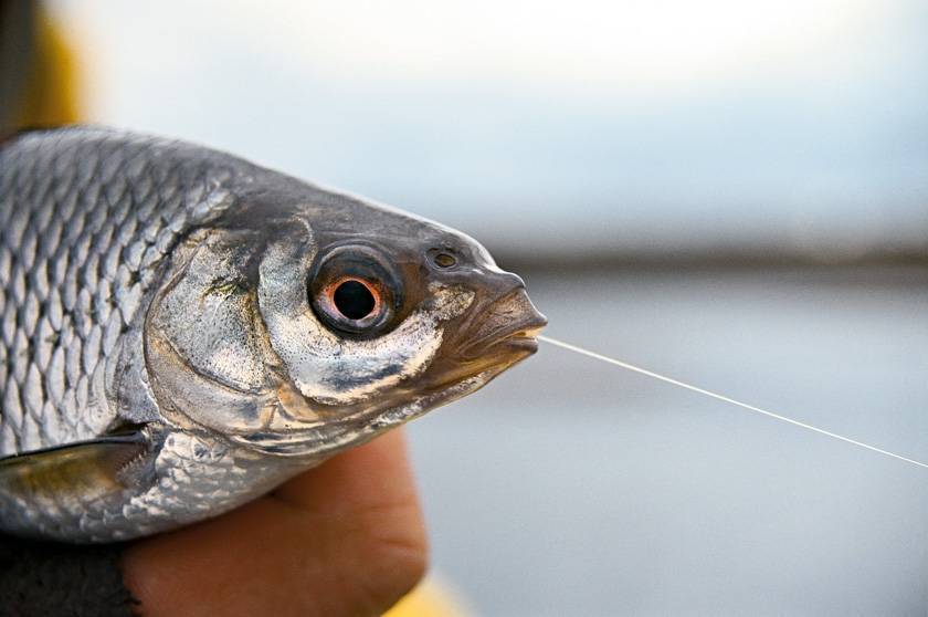 Чебак или плотва: тонкости ловли сибирской рыбы