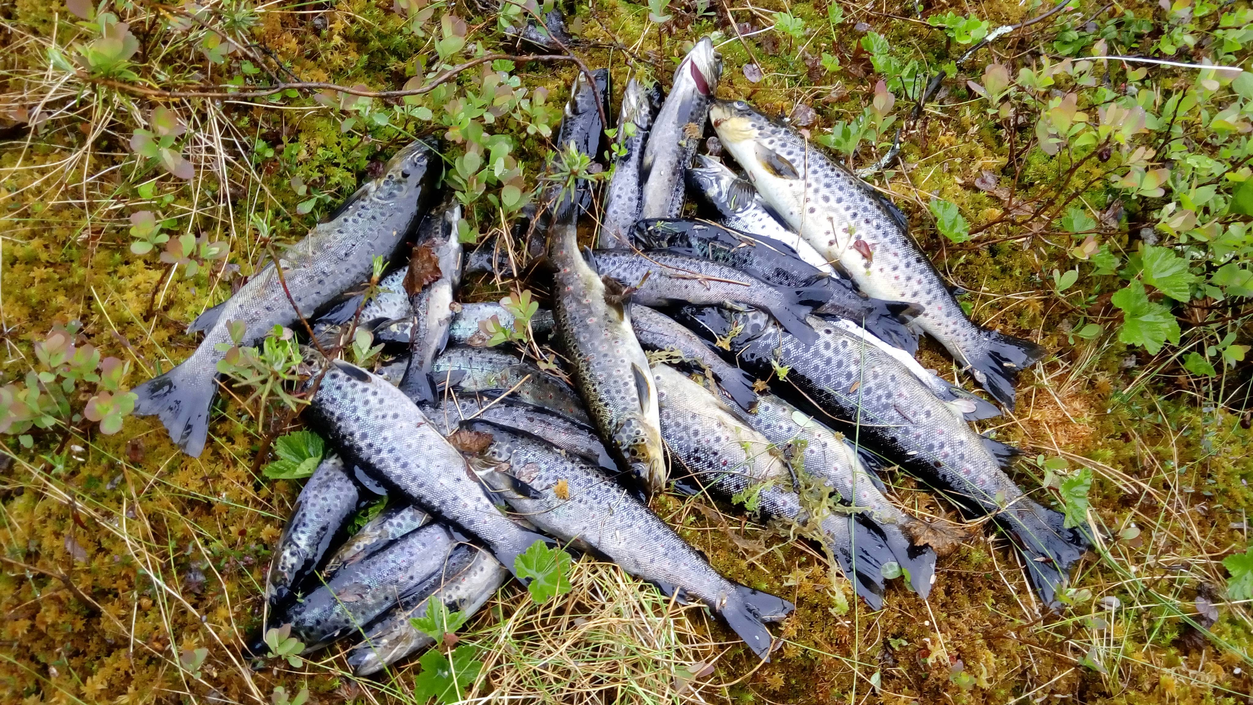Речная и озерная рыбалка в норвегии