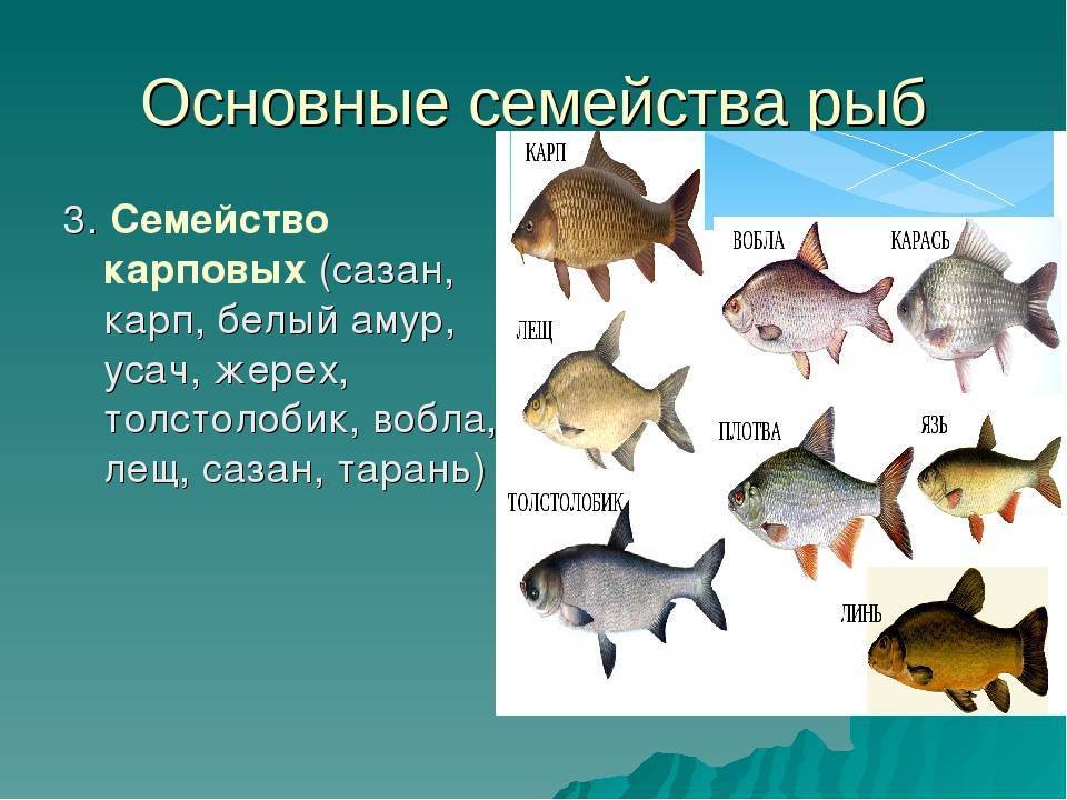 Растительноядные рыбы: названия, особенности выращивания и питания. Рыбная ферма
