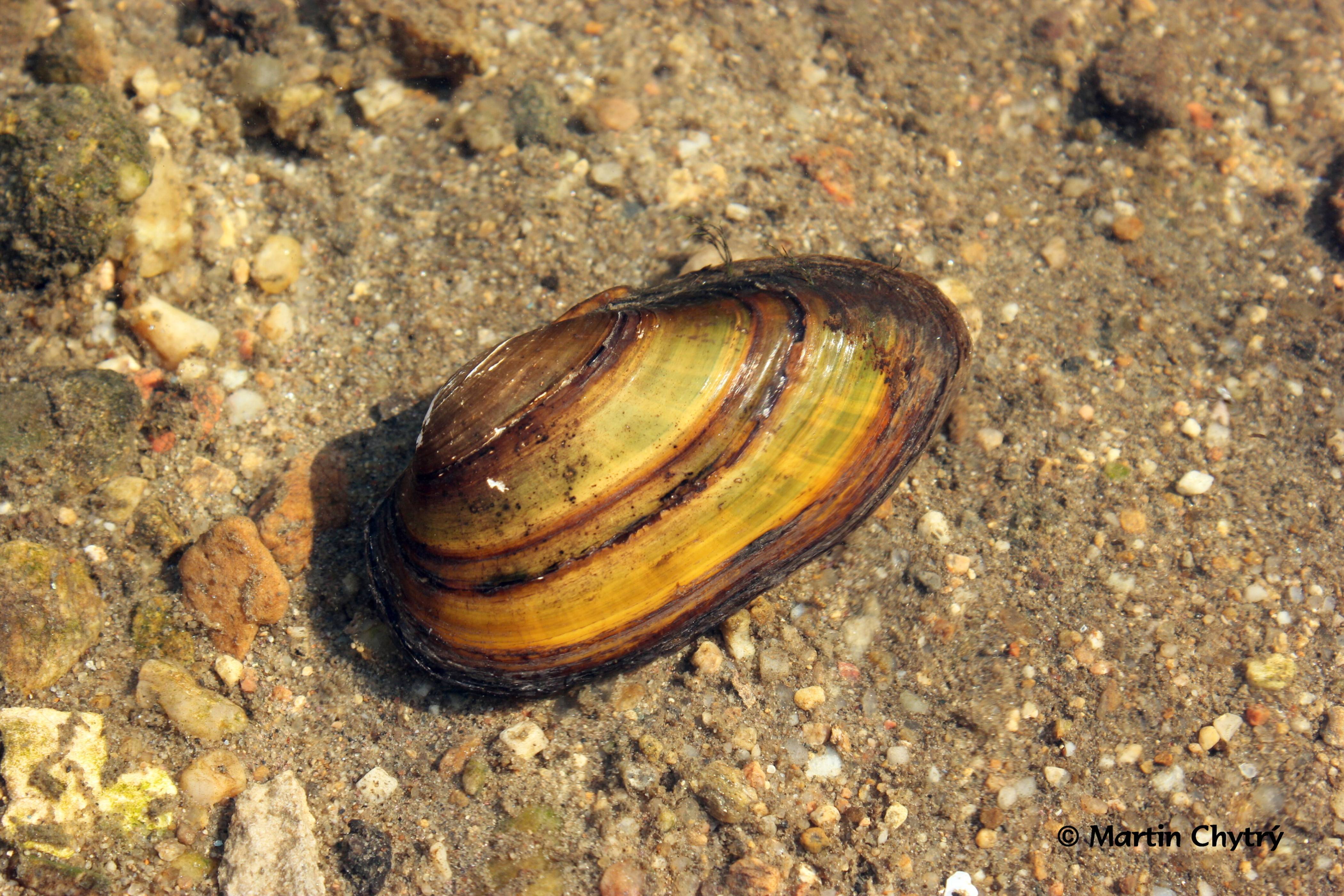 Перловица (моллюск): фото, отличия от беззубки, чем питаются