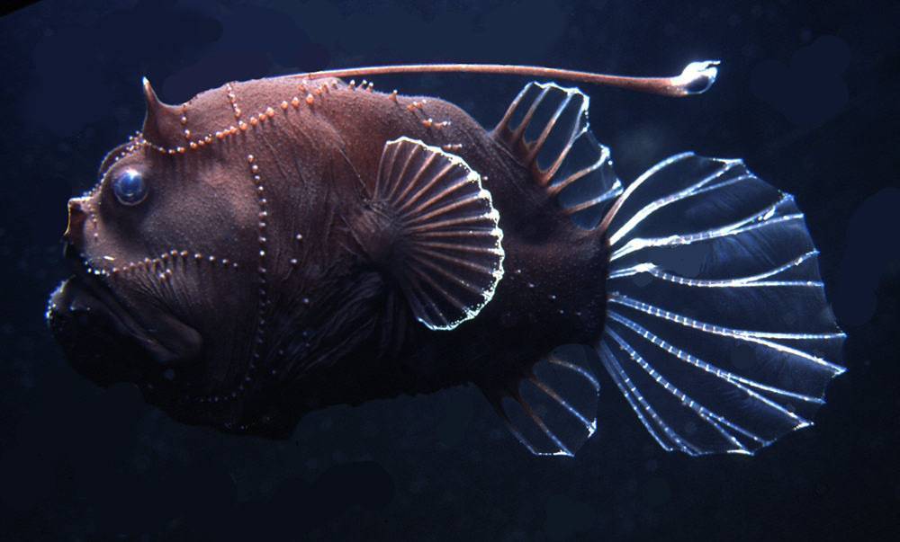 Рыба с фонариком на лбу фото
