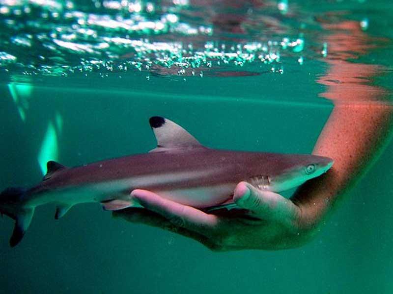 Аквариумная домашняя акула: виды, особенности содержания и покупки декоративных рыбок