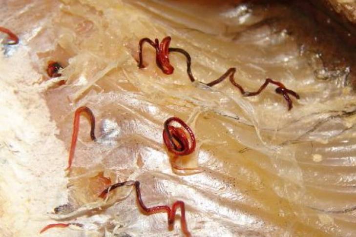 Есть ли опасные для человека паразиты в красной рыбе?