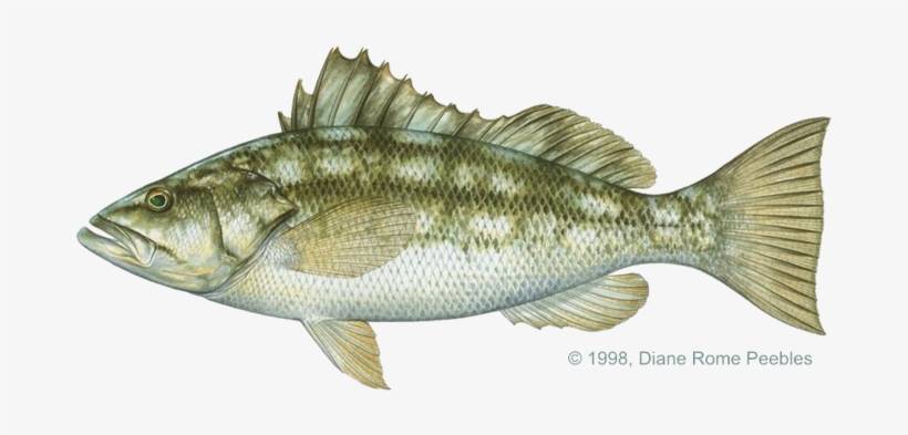Рыба сибас фото и описание. кулинарные и вкусовые качества рыбы.