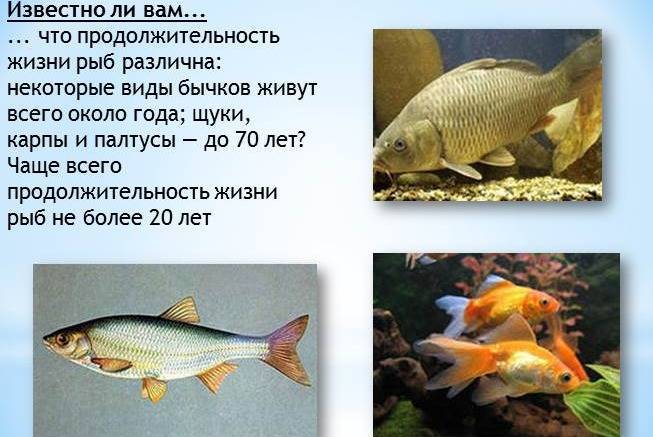 Карась