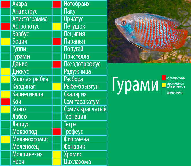 Астронотус: фото, содержание и уход в аквариуме