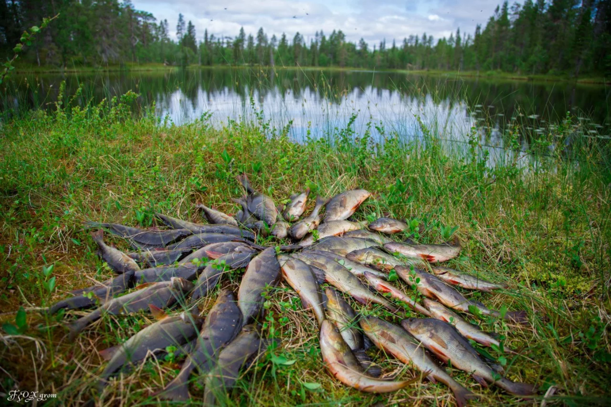 Рыбалка. Рыба в озере. Природа рыбалка. Рыбки в озере.