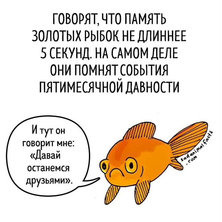 Правда что у рыб память 3 секунды
