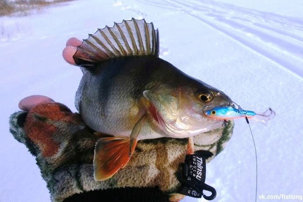 Зимняя рыбалка на окуня на балансир или как добиться большого улова