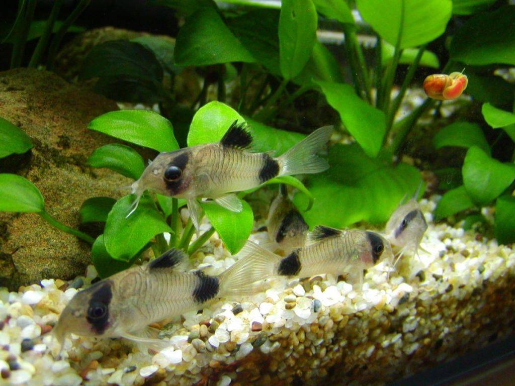 Коридорасы (38 фото): разновидности сомиков, нюансы разведения аквариумных сомов. когда у рыбок начинается нерест? чем их кормить?