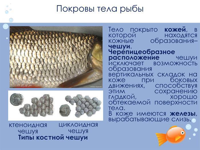 Рыбы тресковых пород: перечень названий, места обитания, список видов, фото
