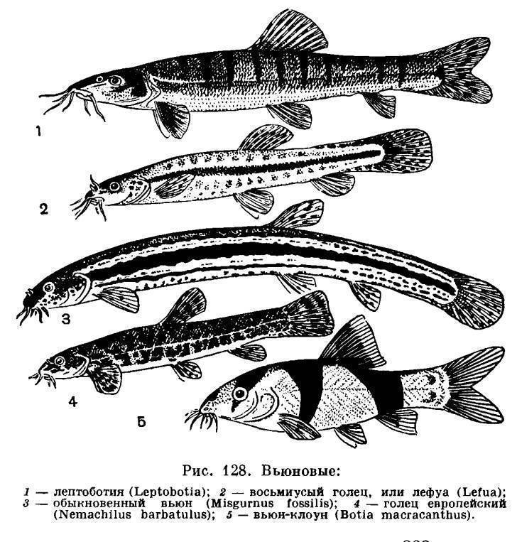 Рыба вьюн: описание, образ жизни, нерест, полезные свойства