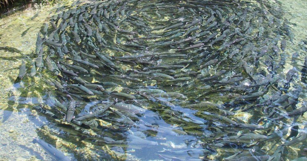 Искусственное разведение рыб в водоемах как бизнес