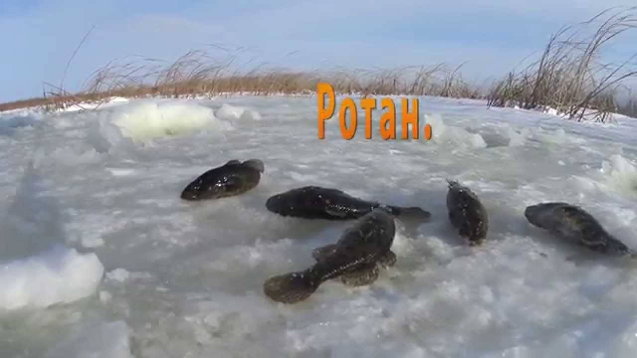 Особенности ловли ротана