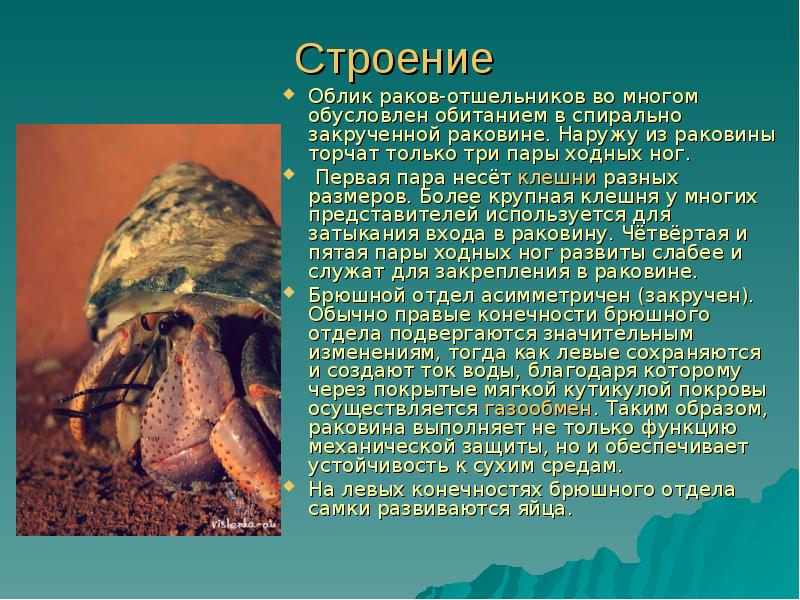 Как содержать раков-отшельников в аквариуме
