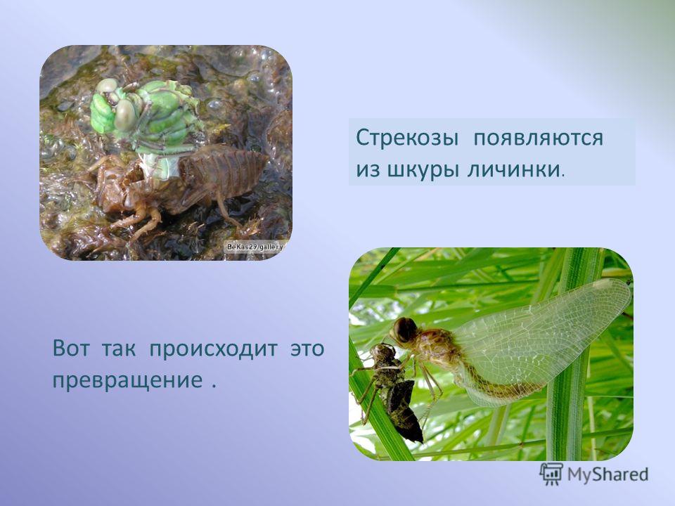 Стрекоза насекомое. образ жизни и среда обитания стрекозы | животный мир