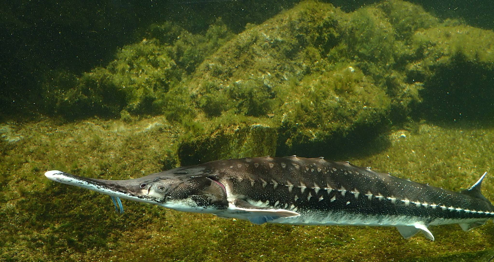 Осетр в природе. Севрюга – Acipenser stellatus Pallas, 1771. Севрюга рыба. Севрюга Черноморская.