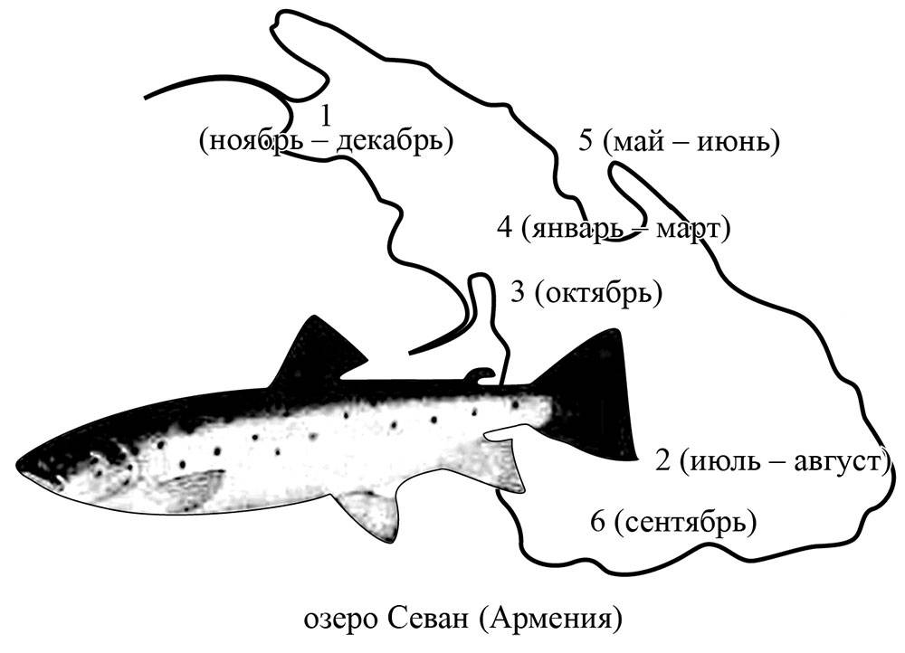 Форель польза и вред для организма, состав мяса, вкусные рецепты