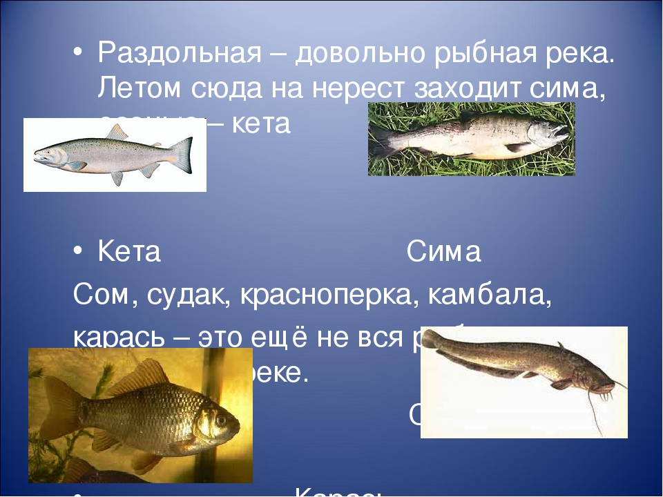 Сом: фото и описание. видео | как нужно ловить сома?