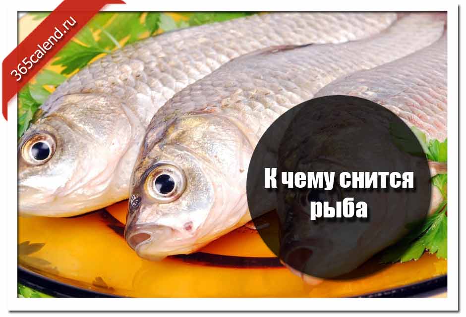 К чему снятся аквариумные рыбки женщине или девушке, значение живых рыб в большом аквариуме, мертвых животных по соннику