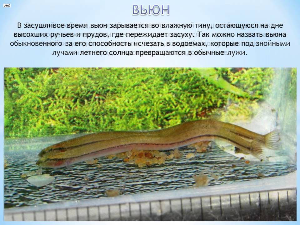 Вьюн (рыба) описание, чем питается, где водится (фото)