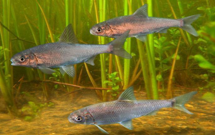 Характеристика рыбы вырезуб: описание, чем отличается от остальных представителей семейства, процесс ловли | berlogakarelia.ru