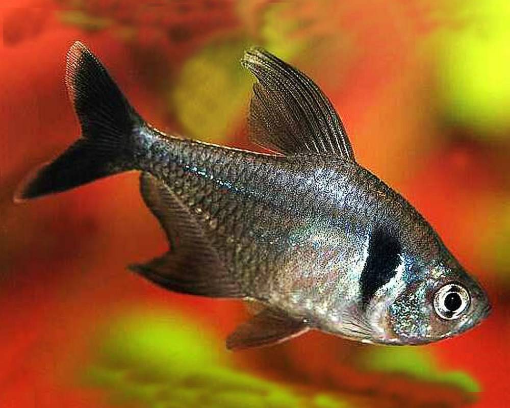 Рыбки орнатусы: содержание и уход в аквариуме, а также разведение