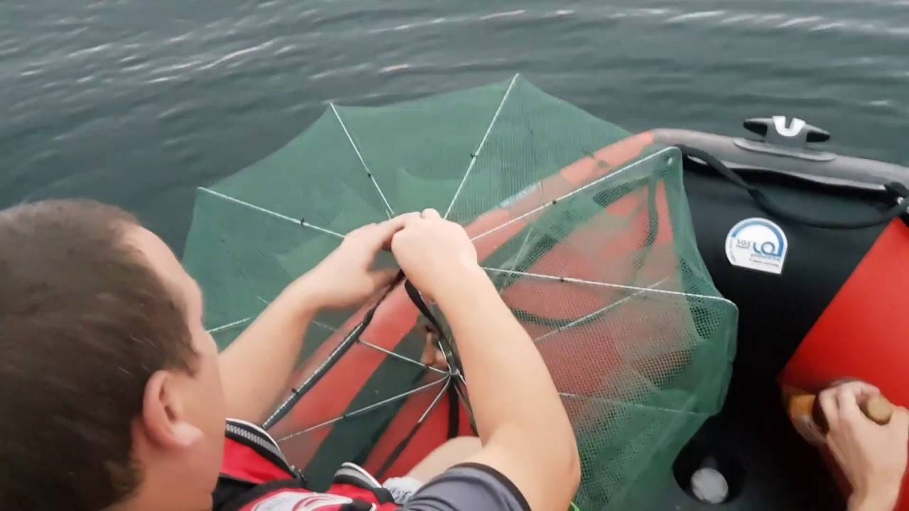 Креветки для рыбалки. как сделать так, чтобы мясо рака, креветки не слетало с крючка при забросе